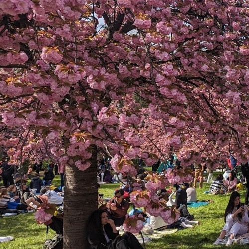 cerisier-japonais-parc-de-sceaux.jpg